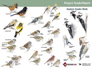 Bird Watching, Eastern Feeder Birds 2, Project Feederwatch