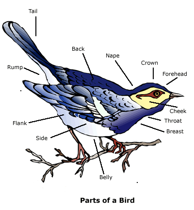 Bird Watching, Parts of a Bird