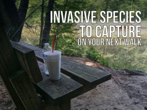 Invasive Species to Capture on  Your Next Walk