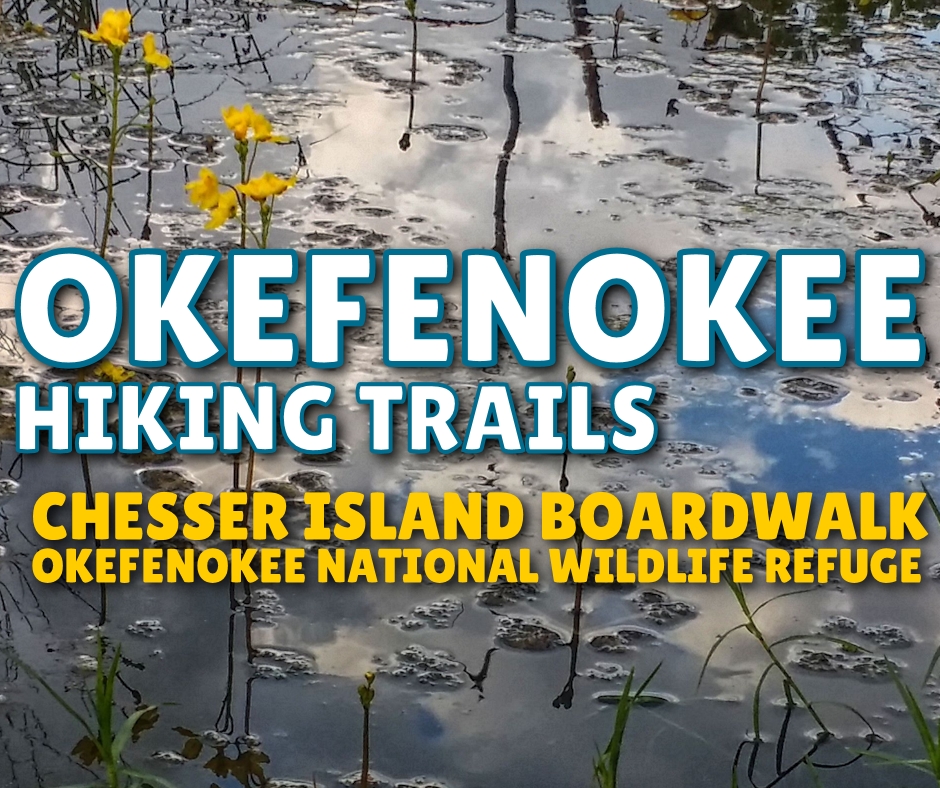 Okefenokee - Chesser Island Boardwalk