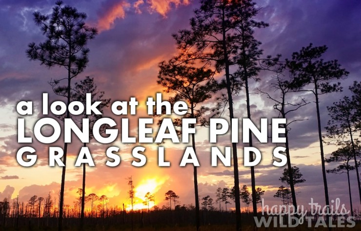 A look at the longleaf pine-grasslands